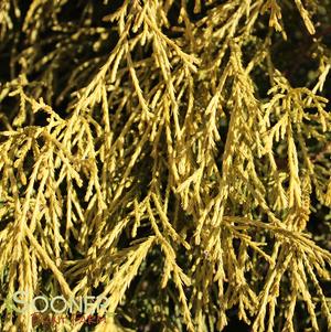 GOLD MOP FALSE CYPRESS