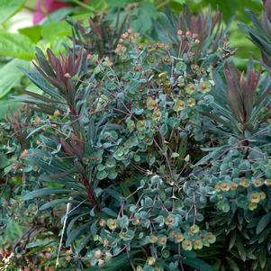 BLACKBIRD EUPHORBIA