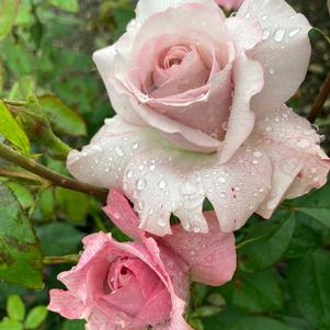 PINKERBELLE™ HYBRID TEA ROSE