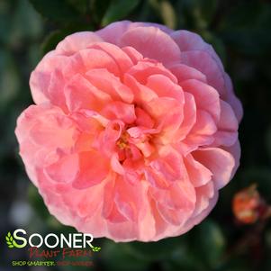 APRICOT DRIFT® ROSE