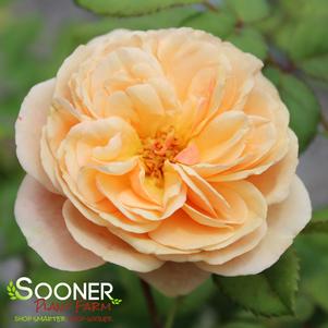 FLAVORETTE™ APRICOT-HONEY ROSE