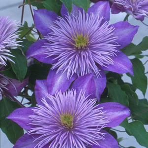 CRYSTAL FOUNTAIN™ CLEMATIS