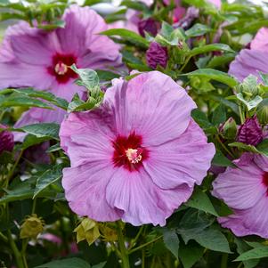 SUMMERIFIC® LILAC CRUSH HARDY HIBISCUS