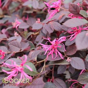 CRIMSON FIRE™ LOROPETALUM