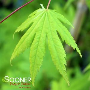 KIHACHIJO UPRIGHT JAPANESE MAPLE