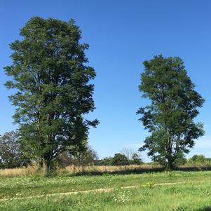 SKINNY LATTE™ KENTUCKY COFFEETREE