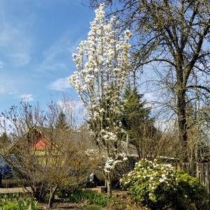 MARILYN'S CHOICE™ COLUMNAR MAGNOLIA