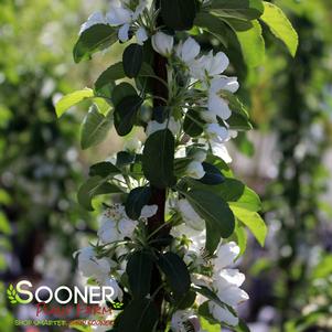 IVORY SPEAR® CRABAPPLE