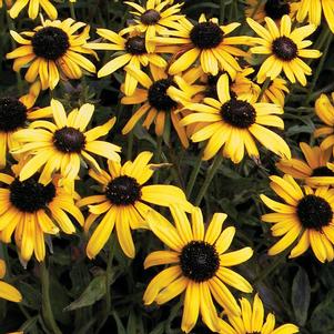 VIETTE'S LITTLE SUZY DWARF BLACK-EYED SUSAN