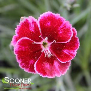 MOUNTAIN FROST™ RUBY GLITTER DIANTHUS