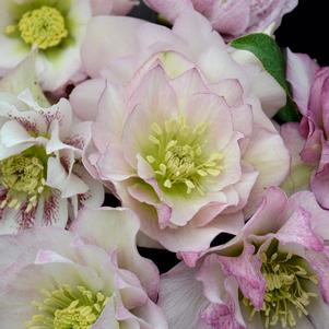 WEDDING PARTY® FLOWER GIRL LENTEN ROSE