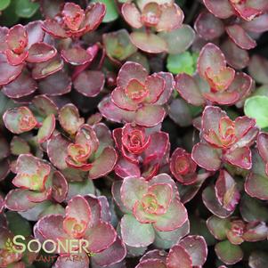 VOODOO SEDUM