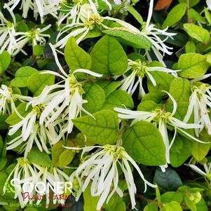 JAZZ HANDS WHITE® LOROPETALUM