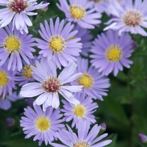 WOOD'S BLUE ASTER