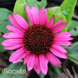 FATAL ATTRACTION CONEFLOWER