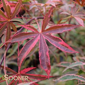 SHIRAZZ UPRIGHT JAPANESE MAPLE