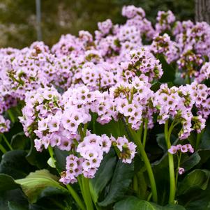 FAIRYTALE ROMANCE BERGENIA