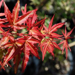 PHOENIX UPRIGHT JAPANESE MAPLE