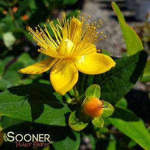 PUMPKIN ST. JOHN'S WORT