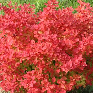 SUNJOY NEO® BARBERRY