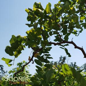 TWISTY BABY™ BLACK LOCUST