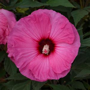 SUMMERIFIC® CANDY CRUSH HARDY HIBISCUS