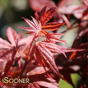 OKAGAMI UPRIGHT JAPANESE MAPLE