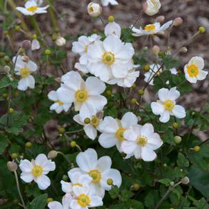 HONORINE JOBERT JAPANESE ANEMONE