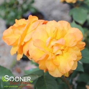 GOOD AS GOLD™ HYBRID TEA ROSE