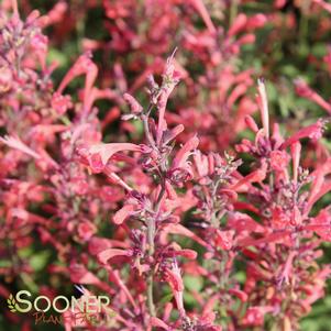 KUDOS™ CORAL HYSSOP