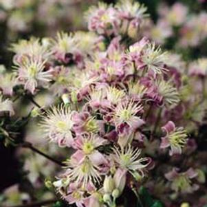 MRS. ROBERT BRYDON BUSH CLEMATIS