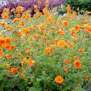 FIRE STORM GEUM