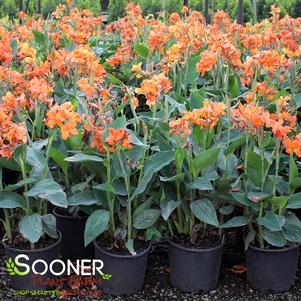 CANNOVA® ORANGE SHADES CANNA