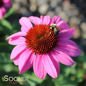 MERLOT CONEFLOWER