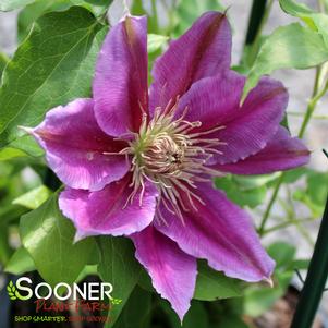 BEE'S JUBILEE CLEMATIS