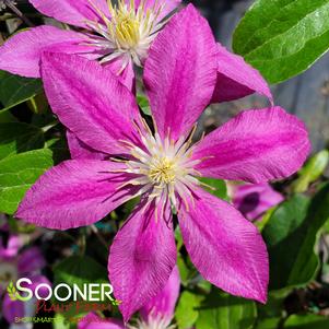 ABILENE™ CLEMATIS