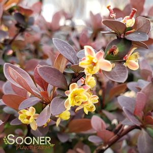 SUNJOY MINI MAROON® BARBERRY