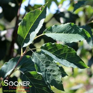 ROBIN HILL SERVICEBERRY