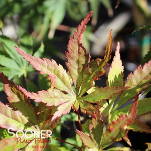 ORANGE FLAME UPRIGHT JAPANESE MAPLE