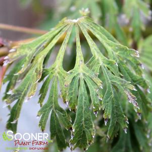 GREEN CASCADE WEEPING JAPANESE MAPLE