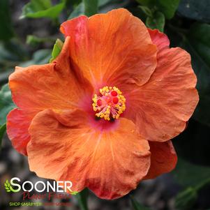 ORANGE SEDUCTION TROPICAL HIBISCUS