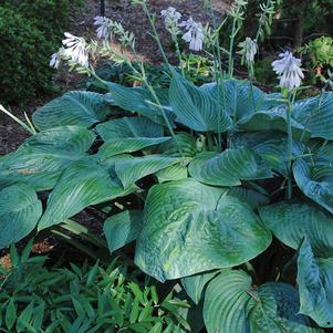 JURASSIC PARK HOSTA