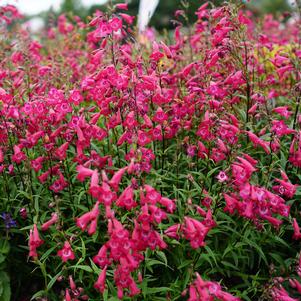 MISSIONBELLS™ DEEP ROSE BEARDTONGUE