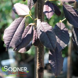 CANADA RED SELECT CHOKECHERRY