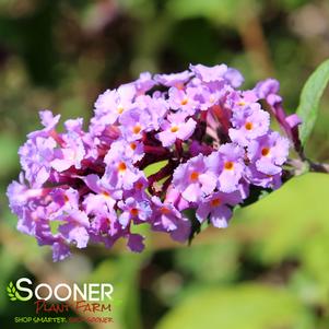 WINDY HILL STERILE BUTTERFLY BUSH