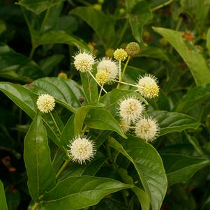 SUGAR SHACK® BUTTONBUSH