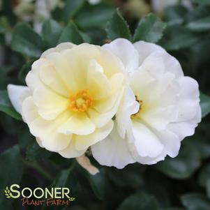 POPCORN DRIFT® ROSE