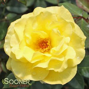 SUNSPRITE FLORIBUNDA SHRUB ROSE