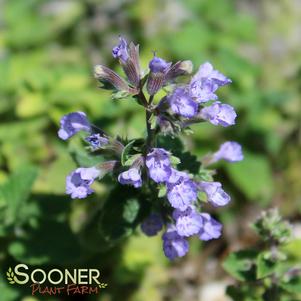 <em>Nepeta</em> CAT'S PAJAMAS CATMINT: 