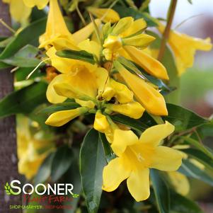 SUNSEEKER™ CAROLINA JESSAMINE